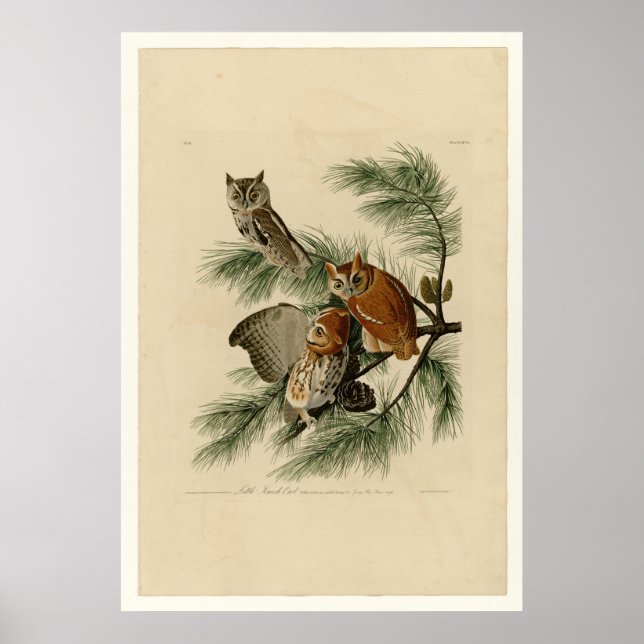 Affiche Petit hibou à crâne (Devant)