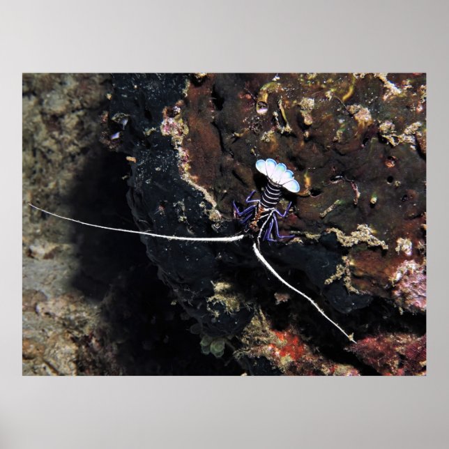 Affiche Petit homard (Devant)