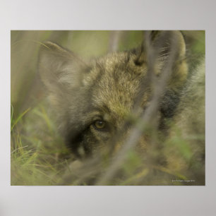 Affiche Petit loup gris (Canis lupus) seul, caché dans