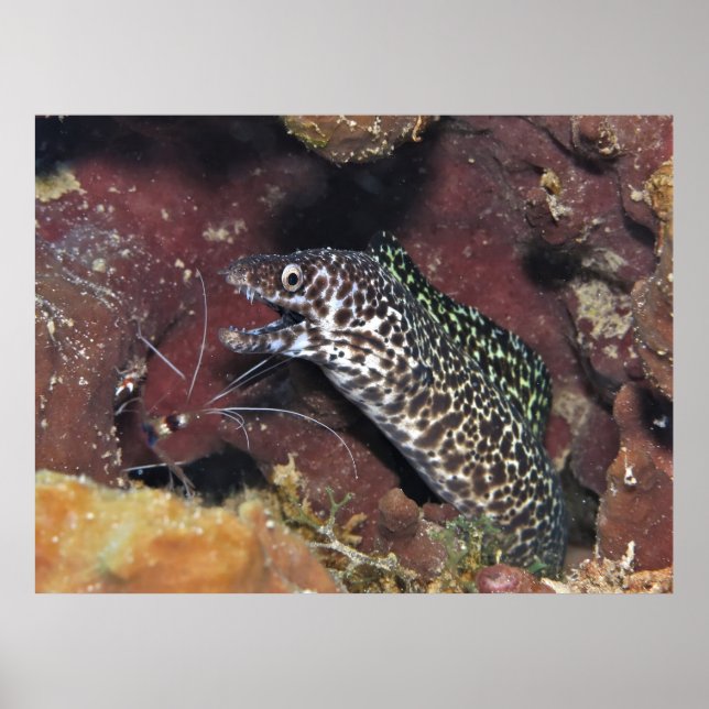 Affiche Petit Moray II (Devant)