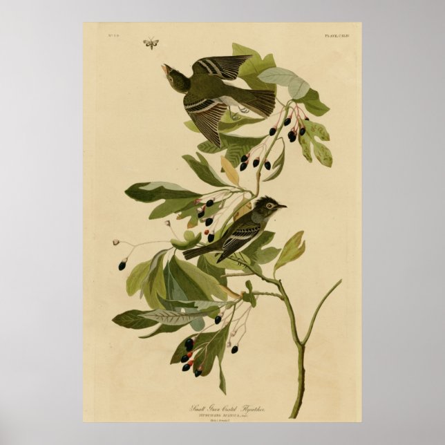 Affiche Petit Moucherolle à crête verte (Devant)