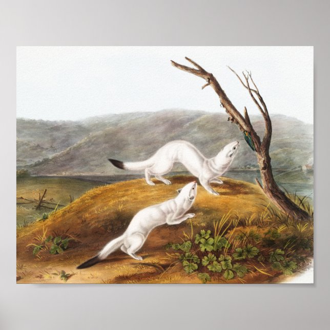 Affiche Petit Nimble Weasel Putorius agilis Illustration (Devant)