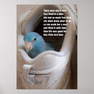 Affiche Petit oiseau bleu pacifique parrotlet dans une cha