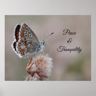 Affiche Petit papillon bleu