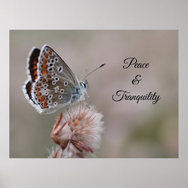 Affiche Petit papillon bleu (Devant)