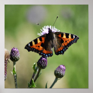 Affiche Petit papillon Tortoiseshell