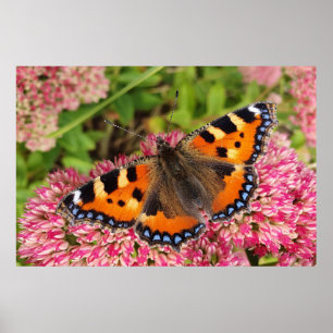 Affiche Petit papillon Tortoiseshell