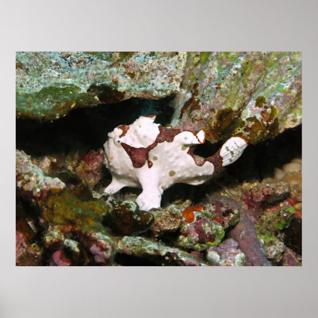 Affiche Petit poisson (Devant)