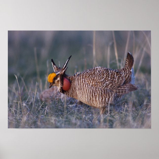 Affiche Petit poulet des Prairies, Tympanuchus (Devant)