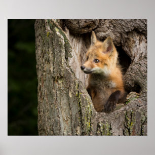 Affiche Petit Renard Rouge dans un Creux d'Arbre
