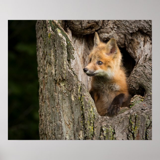 Affiche Petit Renard Rouge dans un Creux d'Arbre (Devant)