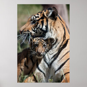 Affiche Petit tigre