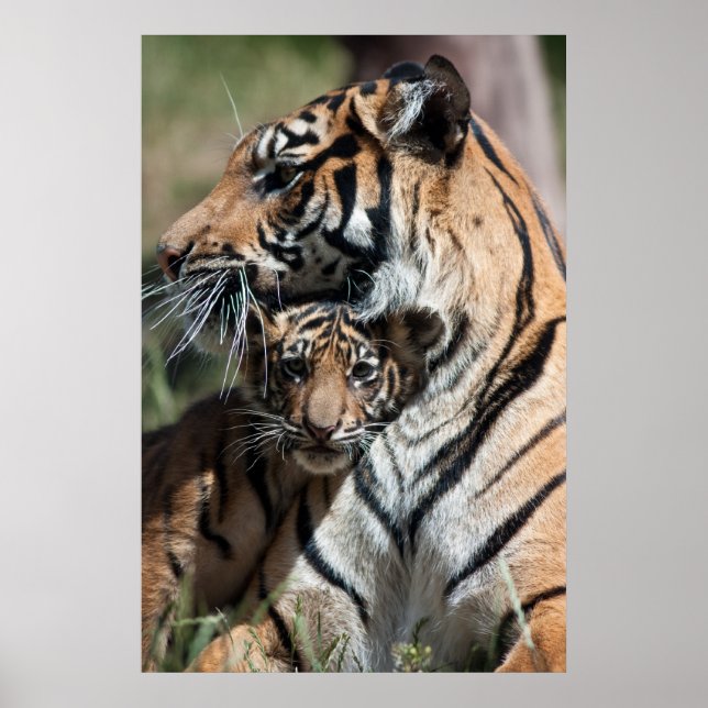Affiche Petit tigre (Devant)