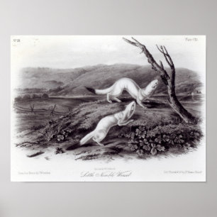 Affiche Petit Weasel