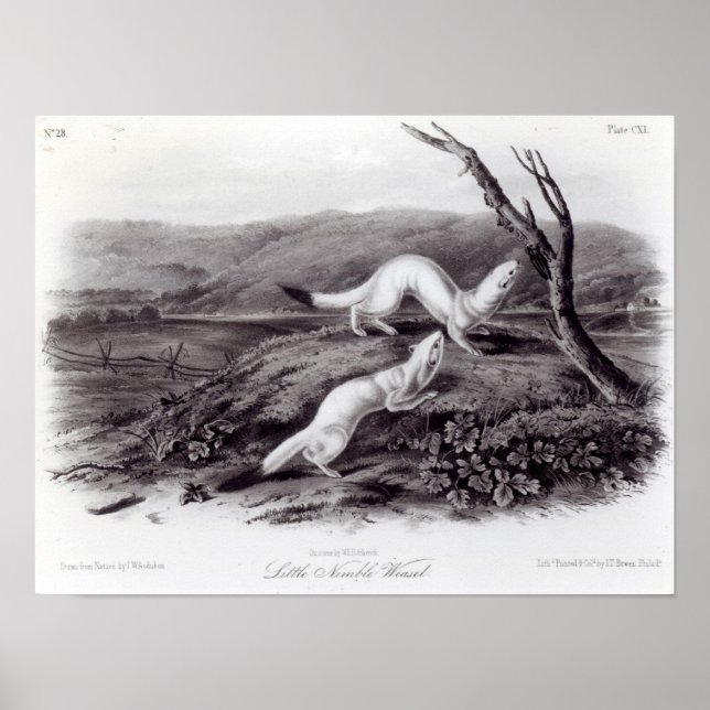 Affiche Petit Weasel (Devant)