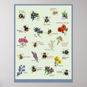Affiche PetitArt Fleur d'abeille et de fleur sauvage bri