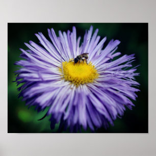 Affiche Petite Abeille Sur Fleur Aster Violet