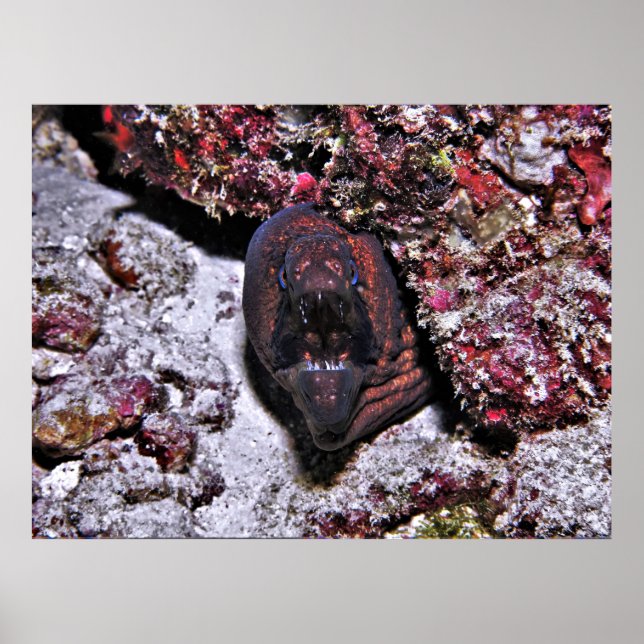 Affiche Petite anguille en colère (Devant)