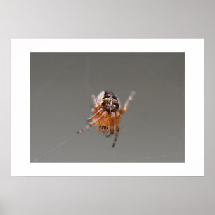 Affiche Petite araignée orange mignonne