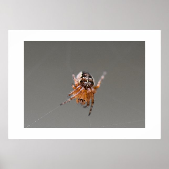 Affiche Petite araignée orange mignonne  (Devant)
