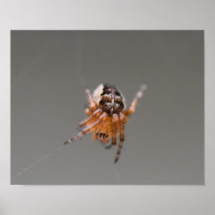 Affiche Petite araignée orange mignonne