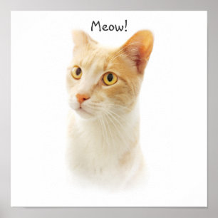 Affiche Petite chatte blonde s'interrogeant
