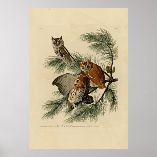 Affiche Petite chouette à cris des oiseaux d'Amérique d'Au (Devant)