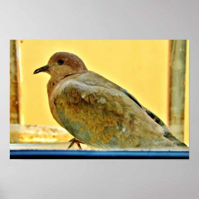 Affiche Petite colombe (Devant)