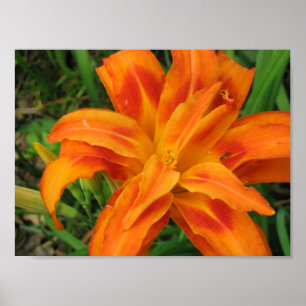 Affiche Petite copie de dossier de DayLily orange