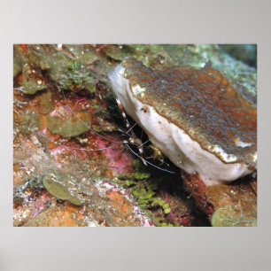 Affiche Petite crevette de corail