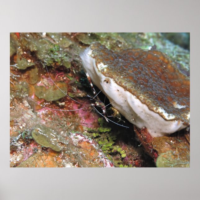 Affiche Petite crevette de corail (Devant)