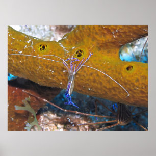 Affiche Petite crevette nettoyante bleue