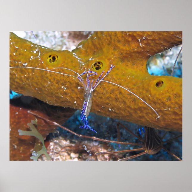 Affiche Petite crevette nettoyante bleue (Devant)