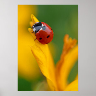 Affiche Petite dame sur une fleur