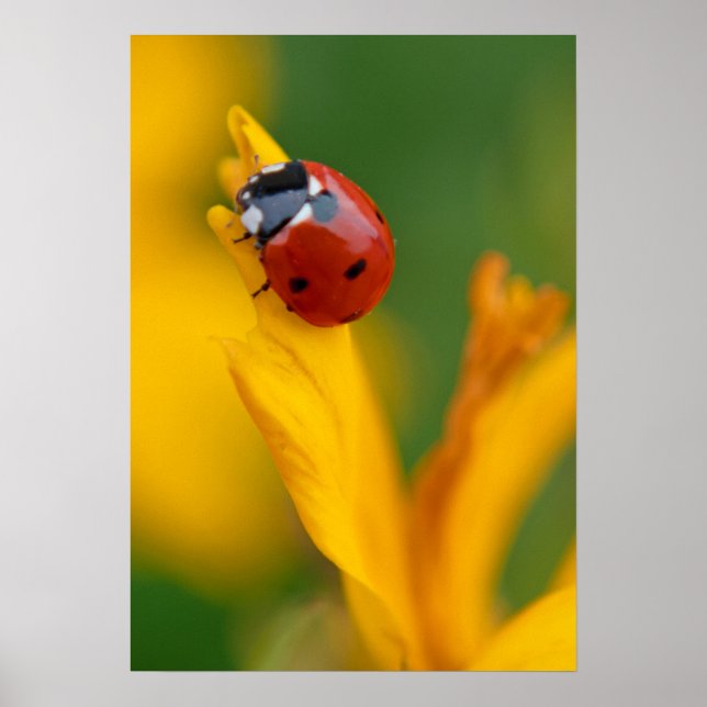 Affiche Petite dame sur une fleur (Devant)