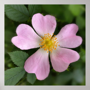 Affiche petite fleur rose