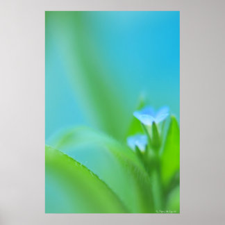 Affiche Petite perfection