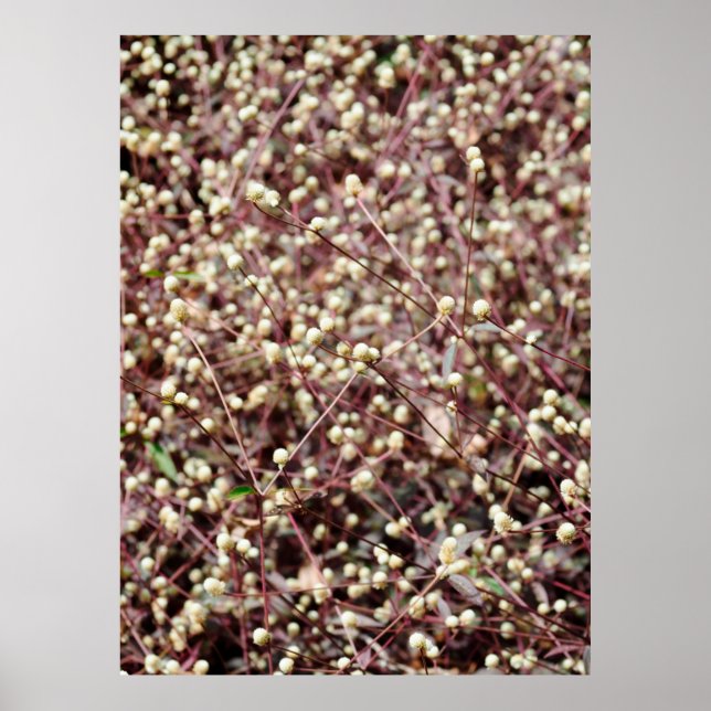 Affiche Petite petite boule mignonne en forme de buisson b (Devant)