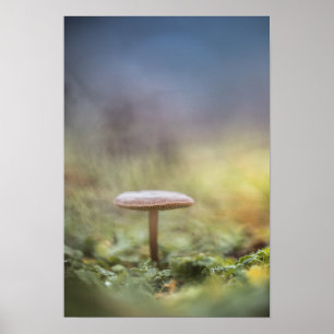Affiche Petite photo de la nature des champignons