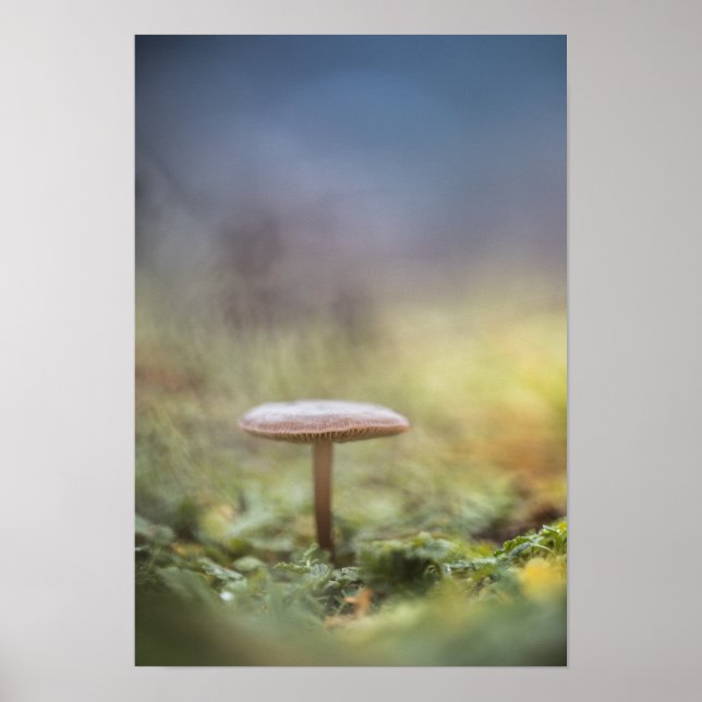 Affiche Petite photo de la nature des champignons (Devant)