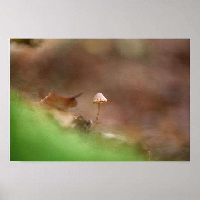 Affiche Petite photo de la nature des champignons (Devant)