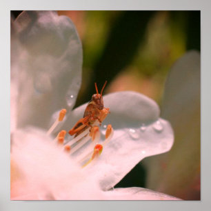 Affiche Petite sauterelle sur fleur d'azalée blanche