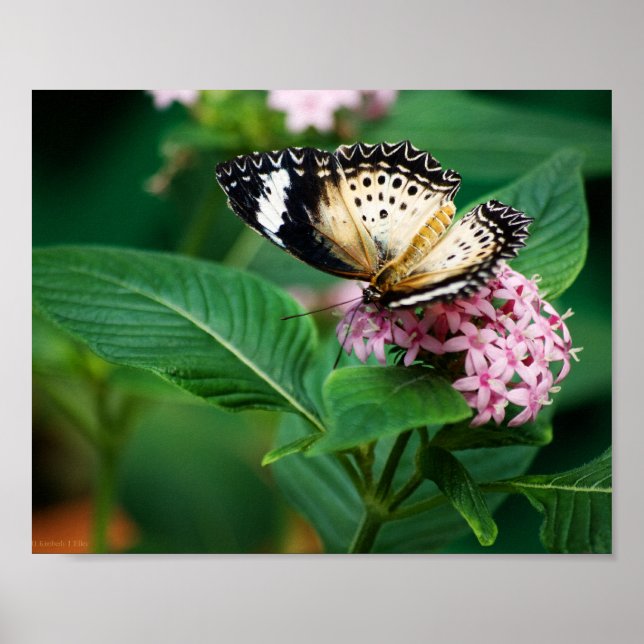 Affiche Petites ailes de léopard imprimées (Devant)