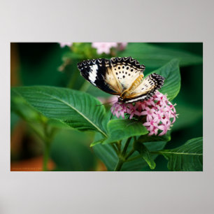 Affiche Petites ailes Leopard Imprimer