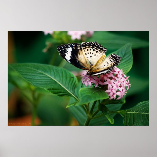 Affiche Petites ailes Leopard Imprimer (Devant)