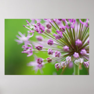 Affiche Petites étoiles