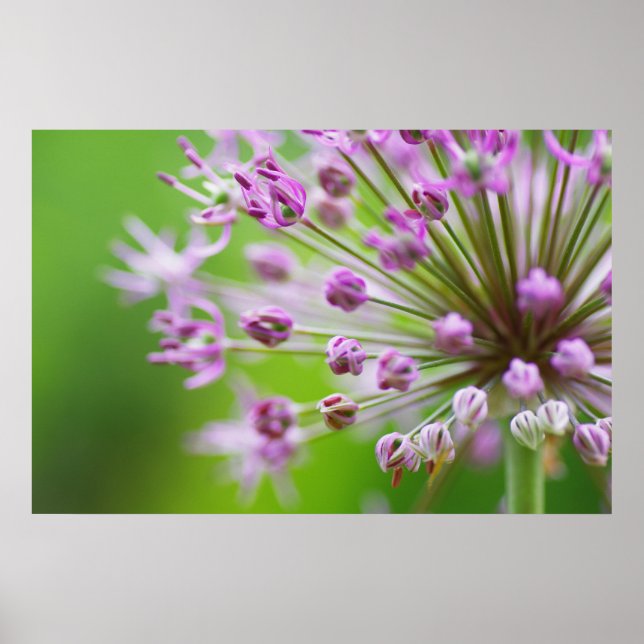 Affiche Petites étoiles (Devant)