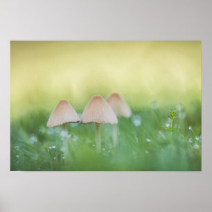 Affiche Petits champignons Photo nature