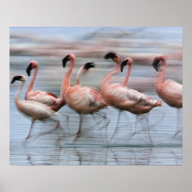 Affiche Petits Flamants en mouvement, Phoenicopterus (Devant)