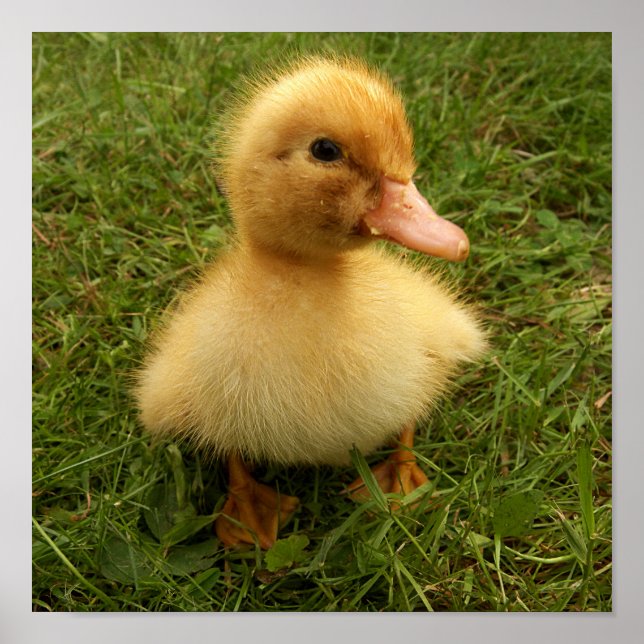 Affiche petits oiseaux (Devant)